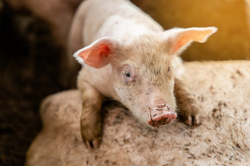 Soft focus of cute newborn piglet in organic rural farm agricultural