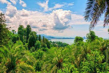 Fototapeta na wymiar View of botanical garden – green trees, palms and bushes with Batumi cityscape, sea and mountains on horizon background