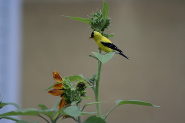 gold finch on plant