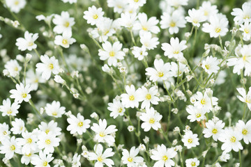 Bright white flowers
