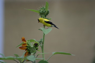 gold finch on sunflower plant