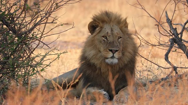 Male lion walking through landscape during sunrise in Chobe National Park Botswana
