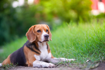 A cute beagle dog lying outdoor on the green grass field.