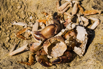 The remains of crabs on stones near the sea. Place of sea birds meal. The shells of arthropods. Leftovers after breakfast of gulls.	
