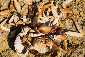 The remains of crabs on stones near the sea. Place of sea birds meal. The shells of arthropods. Leftovers after breakfast of gulls.	