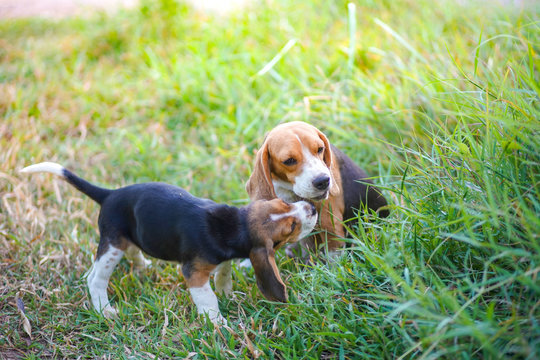 A cute beagle puppy kiss her mom while chewing something outdoor on the green grass field.