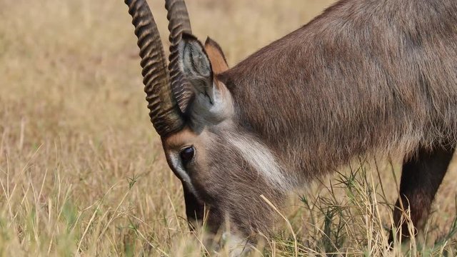Male Waterbuck feeding and relaxing next to river in Botswana