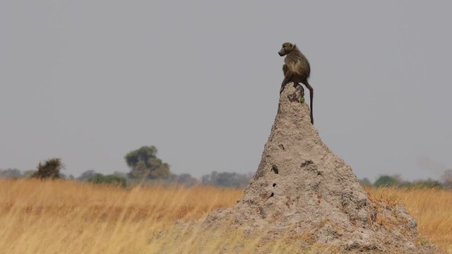 Male Baboon sitting on a termite hill as a lookout for predators in Botswana