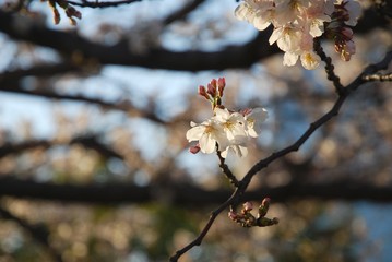 White blooming sakura in a garden