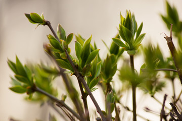 Spring renewal of nature. The first buds on tree branches.