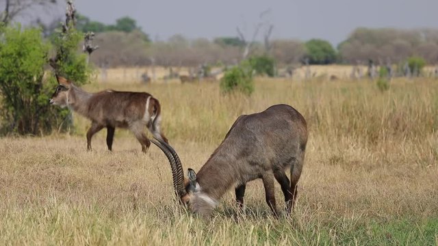 Group of waterbucks feeding next to river in Botswana