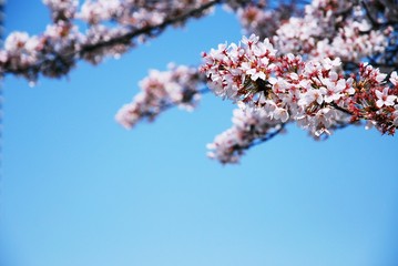 Beautiful pink blossom with blue sky background - color filter