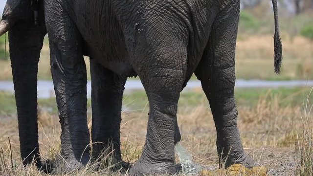 African Elephant urinating peeing from large penis in Botswana