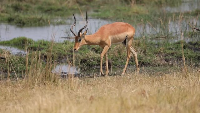 Impala walking through flood plain in Okavango Botswana