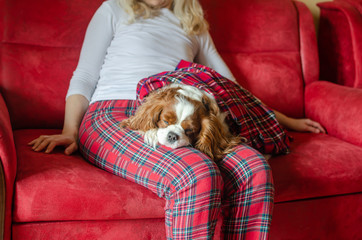 Adorable dog – Cavalier King Charles Spaniel – sleeping on woman’s lap