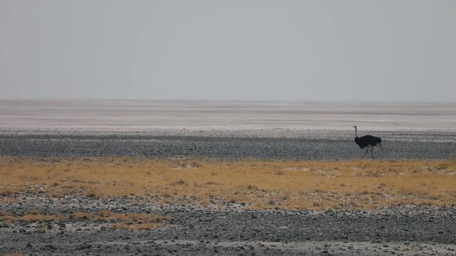Ostrich walking through dry salt pan in Botswana