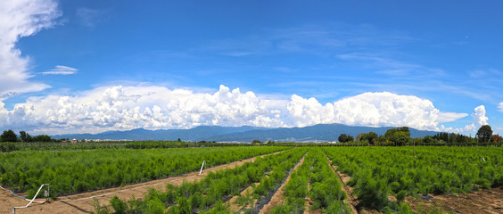 Obraz premium 鉢盛山