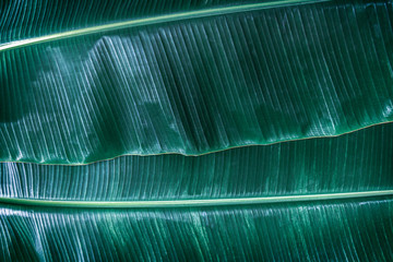 Banana leaf has very large leaves and resembles a palm. The plant is cultivated and grows well in tropical and subtropical.