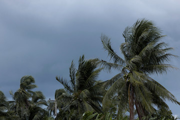 Beginning of tornado or hurricane winding and blowing coconut palms tree with dark storm clouds....