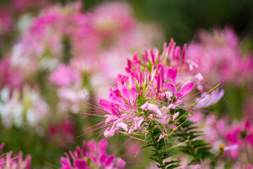 Fototapeta premium Flower & green plant in the park.Thailand.