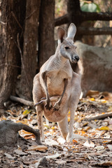 Kangaroo