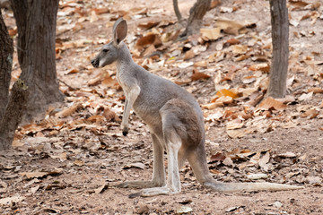 Kangaroo