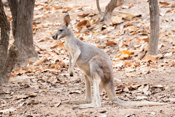 Kangaroo