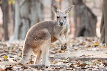 Kangaroo