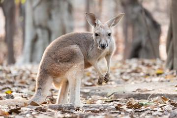 Kangaroo