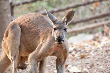 Kangaroo