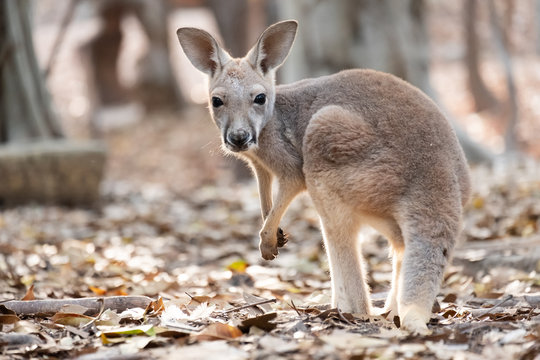 Kangaroo