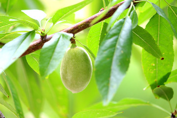 almond nuts tree 