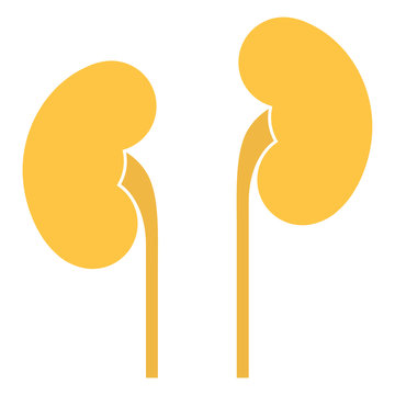 Human internal organs: kidneys and ureters. Flat design