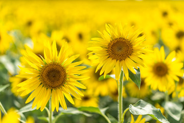 field of sunflowers