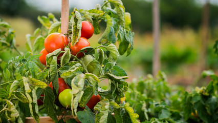 Tomatoes ripen in a well-kept garden