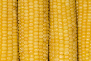 Corn cobs close up background