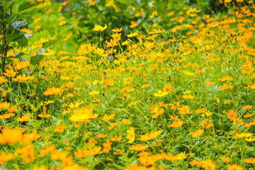 Obraz premium Flower & green plant in the park.Thailand.