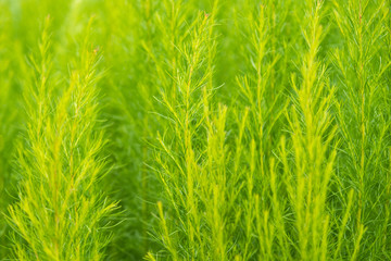 Green bush of Shatavari (Asparagus Racemosus Willd) in the backyard garden.