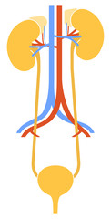 Human internal organs: kidneys, ureters and bladder. Illustration. Flat design