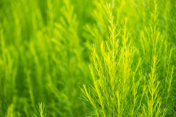 Green bush of Shatavari (Asparagus Racemosus Willd) in the backyard garden.