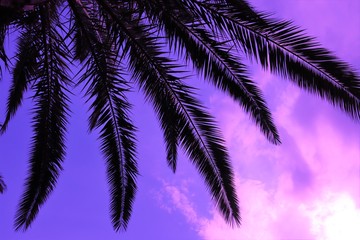Fototapeta na wymiar Purple Palm Tree