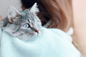 Beautiful woman at home holding and hug her lovely fluffy cat. Gray tabby cute kitten with blue eyes. Friend of human. Good sunny morning.