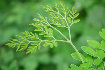 Fototapeta na wymiar Moringa leaves in nature light, alternative medicine plant.