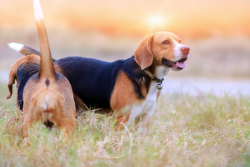 A couple of beagle dog relaxing on the grass field outdoor under the evening sun light.