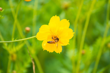 Fototapeta premium Flying bee, yellow cosmos flower.