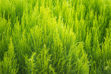 Green bush of Shatavari (Asparagus Racemosus Willd) in the backyard garden.