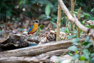 Blue-winged pitta