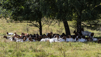 Goats in the natural reserve H&ouml;ltigbaum by Hamburg