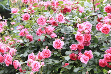 pink rose flower garden in full bloom