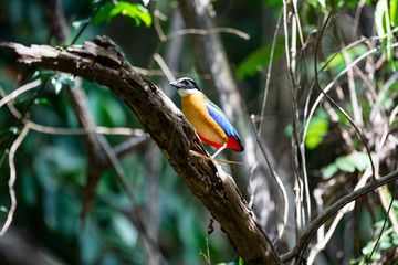 Blue-winged pitta